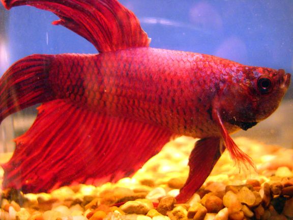 1024px-Red_betta_fish