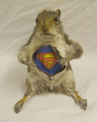 I wish I could have stuffed my squirrels to look like this!